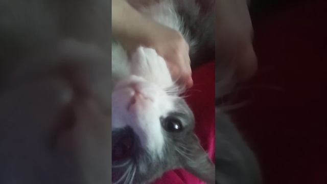 мой кот тима смотреть онлайн