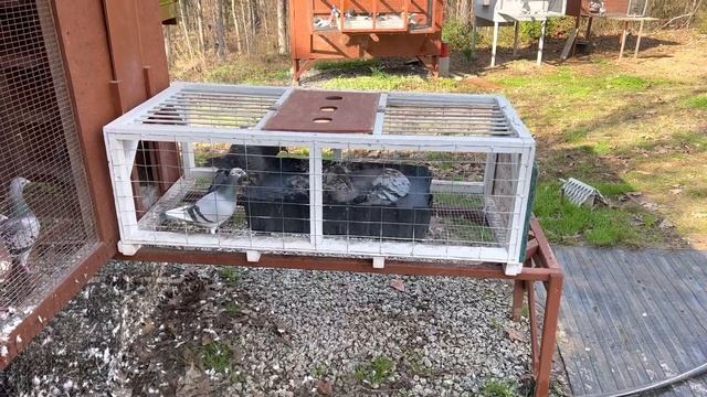 Racing pigeon update and Pigeon breeding progress смотреть онлайн