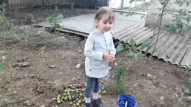 Неизвестный зверь задушил цыплят. Уточки. Маленькая помощница. Борьба за урожай. Томат "сюрприз". смотреть онлайн