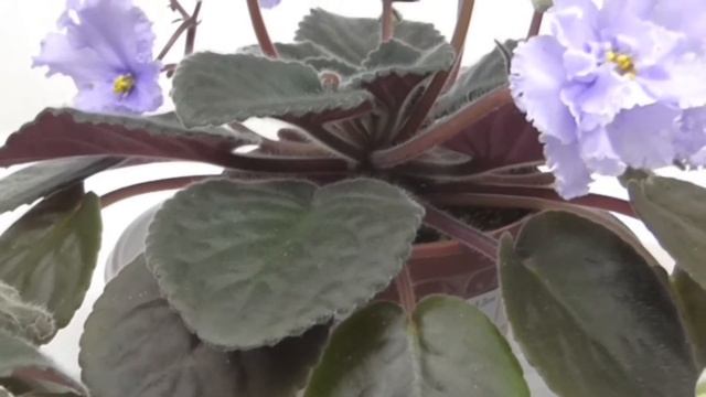 Новые цветы Каменные розы Echeveria смотреть онлайн