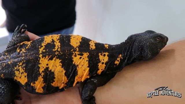 THE BEST UROMASTYX BREEDER IN EUROPE! (Uromastyx Care Guide with Kamiel Hamers) смотреть онлайн