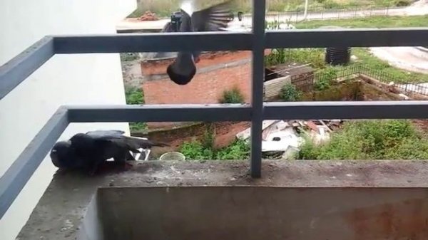 Pigeon Vs Pigeon Fight || Birds Fighting