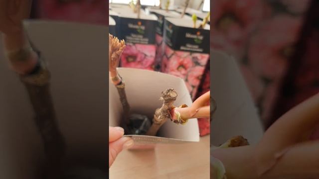 Купить Древовидные пионы #растенияворонеж #древовидныепионы #пионыкупить смотреть онлайн