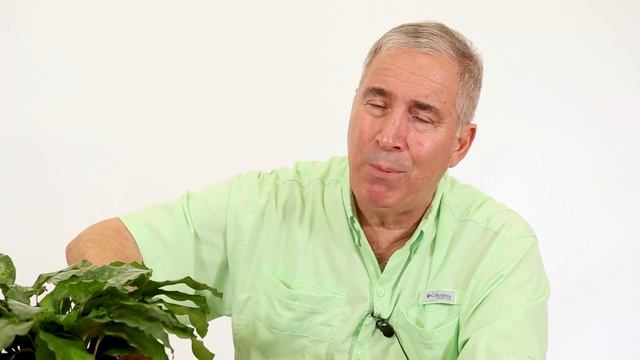 Ask the Plant Hunter - Network™ Calathea смотреть онлайн