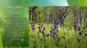 Ядовитые растения о которых должен знать ребенок