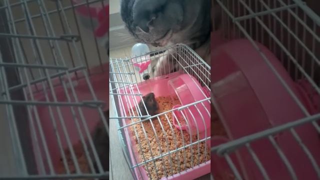 кот охотится на хомяка ??