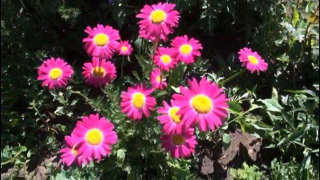 Пиретрум красный или кавказская ромашка смотреть онлайн