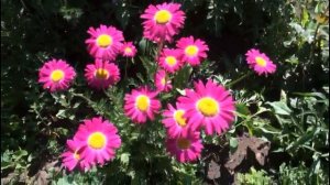 Пиретрум красный или кавказская ромашка