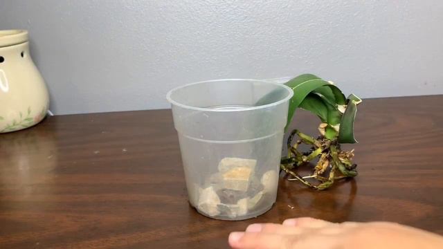 Puede recuperarse mi phalaenopsis? смотреть онлайн