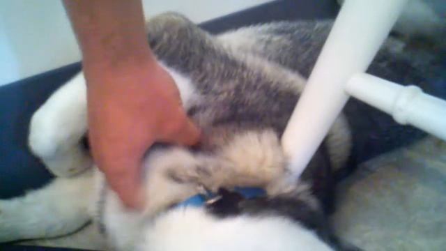 Kona Monster's Scratching смотреть онлайн