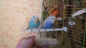 КАК ПРИРУЧИТЬ ВОЛНИСТОГО ПОПУГАЯ ЗА ТРИ ДНЯ!