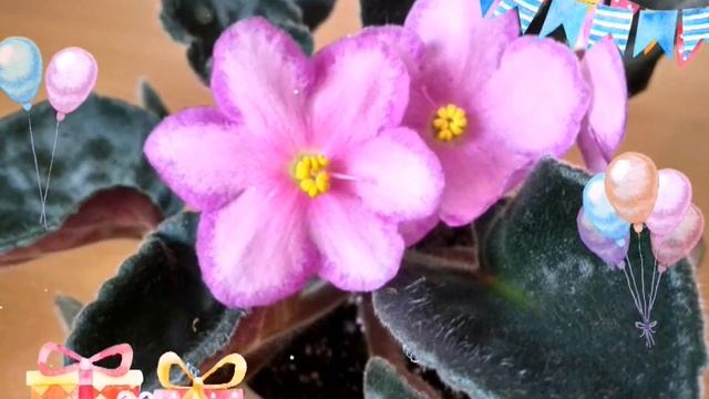 День рождения Мисс Фиалки!!! смотреть онлайн