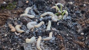 На что карась летом клюет лучше всего? Лучшие наживки на карася современные и из СССР.