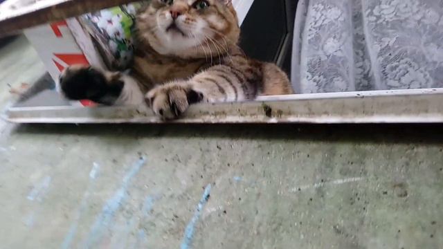 Толстый кот Степа нежится на окошке смотреть онлайн