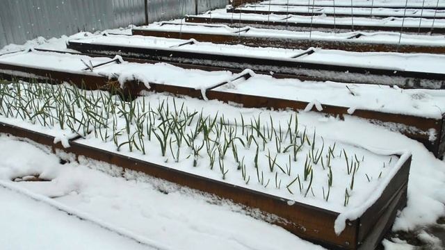 Озимый ЧЕСНОК взошел ДО МОРОЗОВ. Что делать если ЧЕСНОК взошел ОСЕНЬЮ. Как ПРЕДОТВРАТИТЬ прорастани