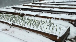 Озимый ЧЕСНОК взошел ДО МОРОЗОВ. Что делать если ЧЕСНОК взошел ОСЕНЬЮ. Как ПРЕДОТВРАТИТЬ прорастани