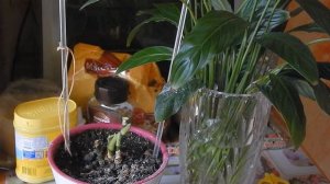 Спасение старого?  ?СПАТИФИЛЛУМА. ? Укореняю старое растение.