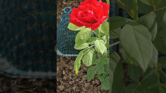 Роза из Черенка 🌹Моя первая Красавица распустилась 🙏😊 смотреть онлайн