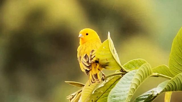 Пение Канарейки в лесу. Звуки природы летом