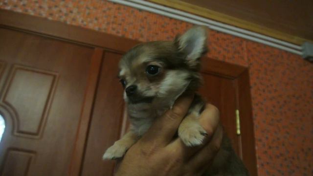 Чихуахуа Монбонами Урс Франт смотреть онлайн