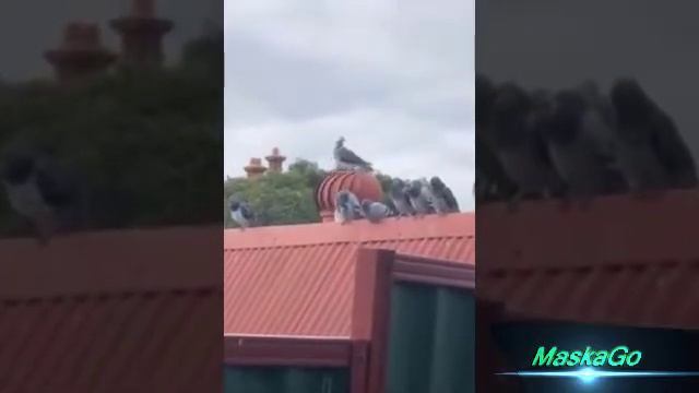 Голубь сел на вытяжку, и его закрутило, но ему нравиться смотреть онлайн