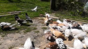 Голуби русский барабанщик (торкут)