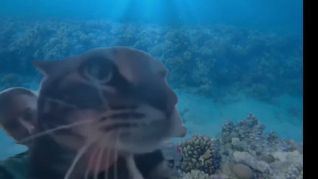 Кот мяукает в камеру под водой смотреть онлайн