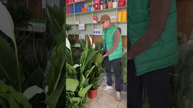 Янги гулларимиз келди смотреть онлайн