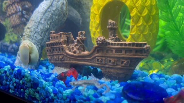 Aquarium life./ Жизнь в аквариуме. смотреть онлайн