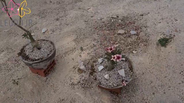 3 Rosas do Deserto cheirosas! 👃 🌸 смотреть онлайн
