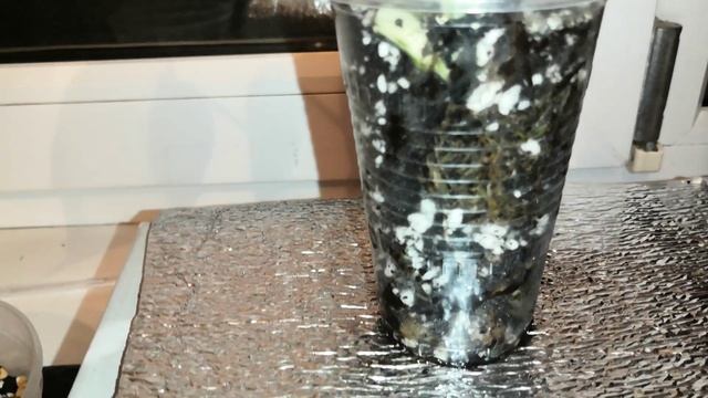 МОНСТЕРА АЛЬБА. НАЧАЛО #монстераальба #монстера #вариегатнаямонстера #монстеравариегатная смотреть онлайн