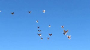 Николаевские красные Змеева Василия Ивановича г.Лиски Тел. 8 920 225 68 50