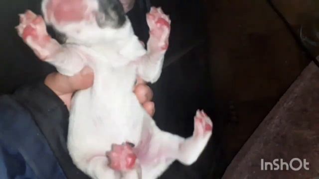 Пусины щенки.