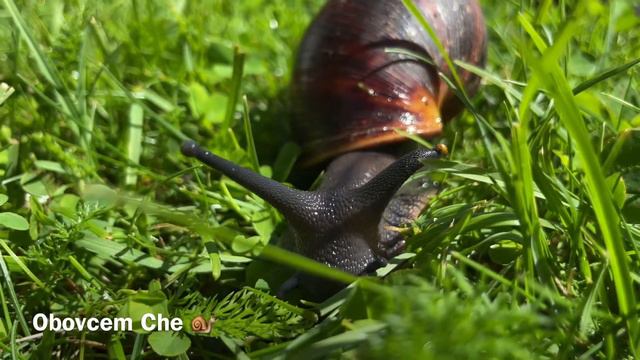 ARCHACHATINA Marginata | Самые чёрные улитки на прогулке👋 смотреть онлайн