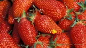 Земляника садовая Гаригуэтта (fragaria ananassa) ? обзор: как сажать, рассада земляники Гаригуэтта