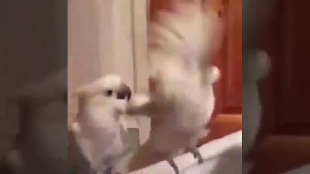 Два Попугая слушают свою любимую песню смотреть онлайн