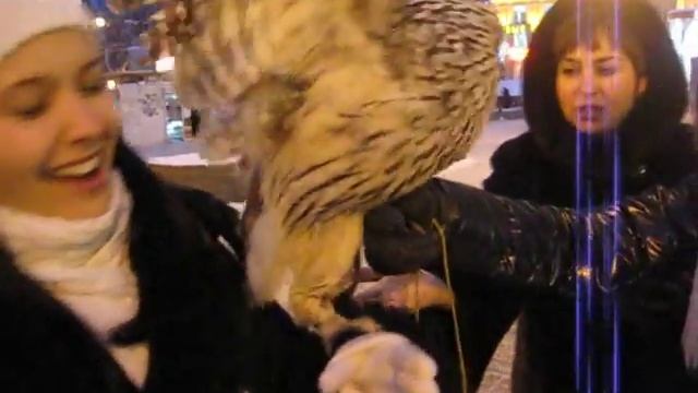 Сова-неясыть в Нижнем Новгороде смотреть онлайн