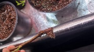 Размножение актинидии одревесневшими черенками