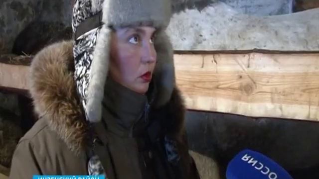 Сохранение першеронской породы в Ульяновской области смотреть онлайн