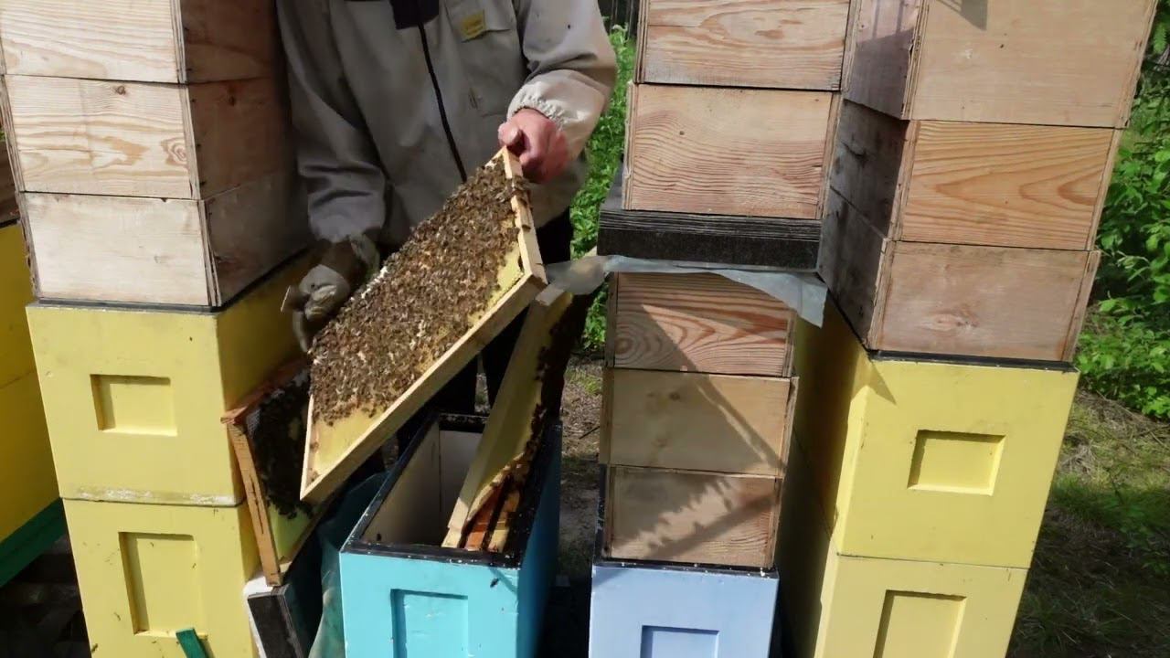 история одного роя ,часть 3 развитие смотреть онлайн