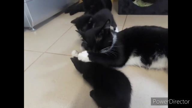 ПРИКОЛЬНЫЙ КОТ И КОШКА 2020 - КОТЯТАМ МЕСЯЦ . #приколскотом, #смешныекоты2020, #кошки, #котята, смотреть онлайн