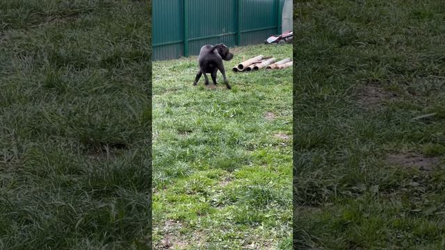 Тррямба #tttt #cane #canecorso #канекорсо #canecorsoitaliano #канекорсоитальяно #кане смотреть онлайн