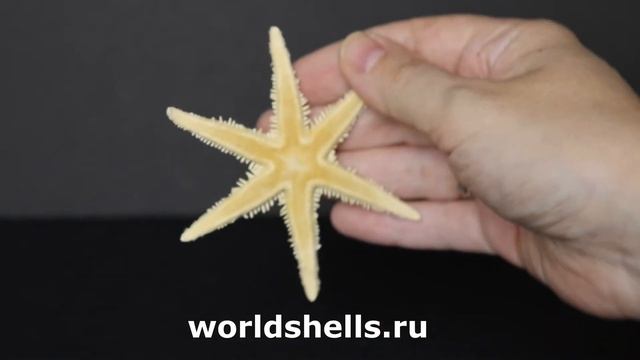 Сахарная звезда 6 лучей 8 см. смотреть онлайн