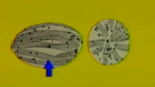 Скрытая история человечества / Hidden History of the human race