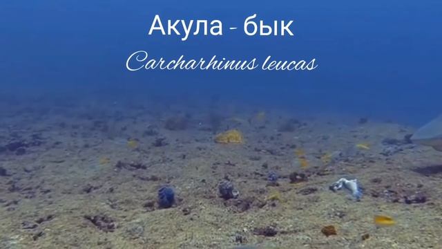 Акула - бык смотреть онлайн