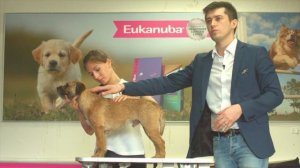 Ринговая подготовка. Урок 6. Постановка собаки в стойку на столе