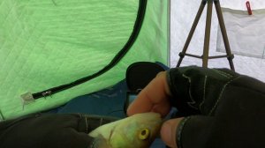 Самая уловистая снасть(Арбалет) для ловли пассивного чебака зимой.