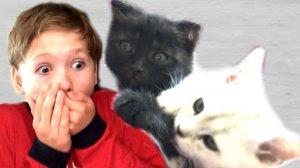 КОЛЯ и Кошка  Марфа СПАСАЮТ от СМЕРТИ Котёнка НИКИСА