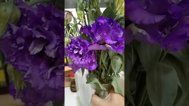 Eustoma flowers so beautiful смотреть онлайн