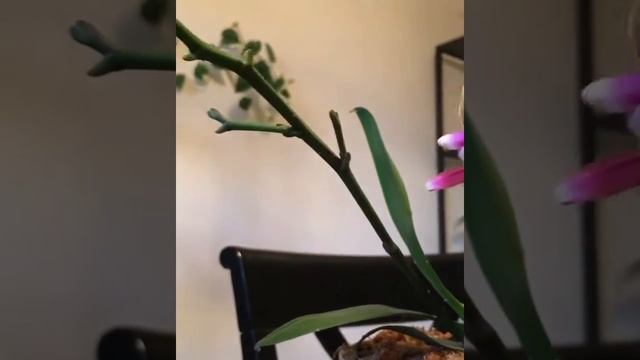 Phalaenopsis Sogo Lawrence 'Tahiti Sunset'